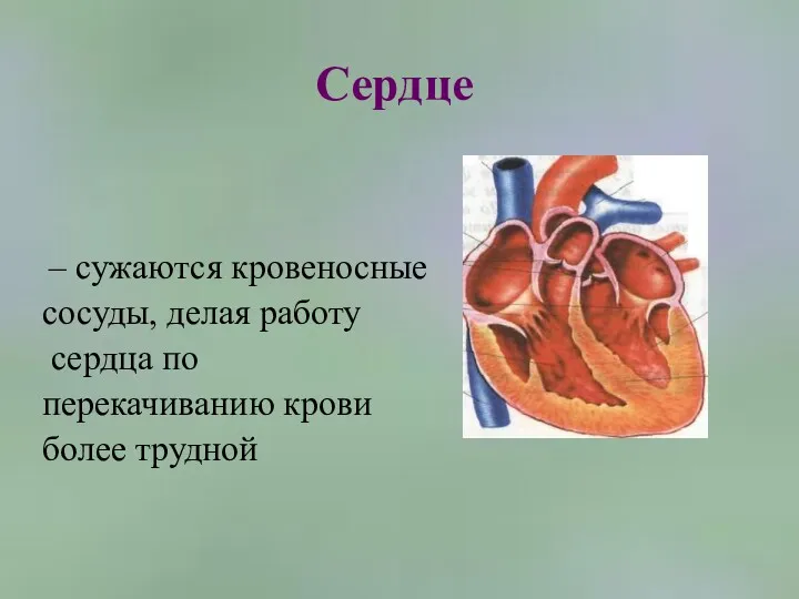 Сердце – сужаются кровеносные сосуды, делая работу сердца по перекачиванию крови более трудной