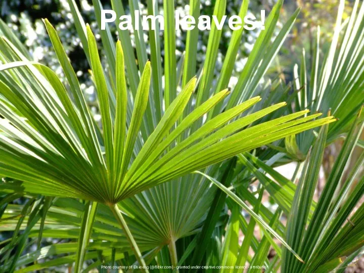 Photo courtesy of Elsie esq (@flickr.com) - granted under creative commons licence - attribution Palm leaves!