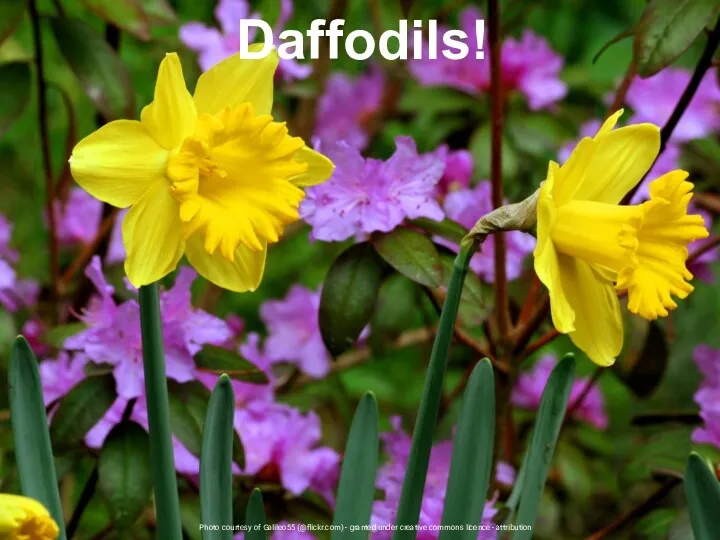 Photo courtesy of Galileo55 (@flickr.com) - granted under creative commons licence - attribution Daffodils!
