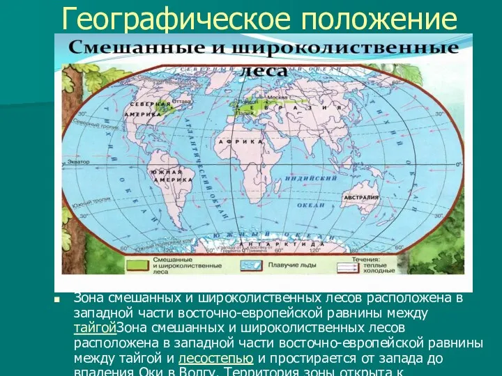 Географическое положение Зона смешанных и широколиственных лесов расположена в западной