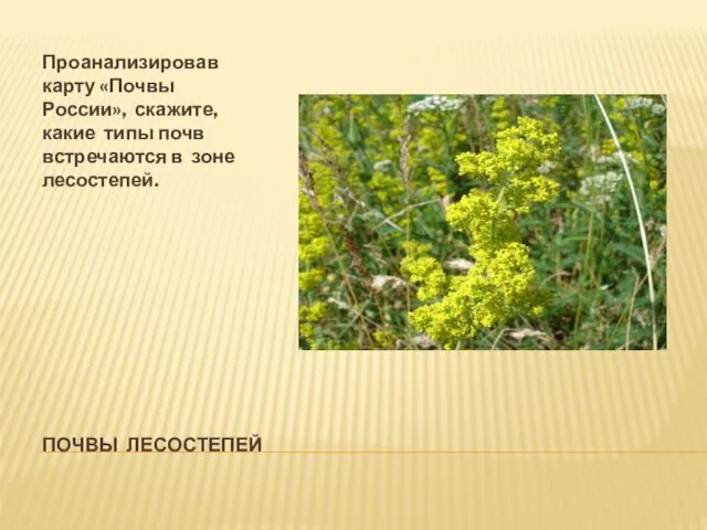 ПОЧВЫ ЛЕСОСТЕПЕЙ Проанализировав карту «Почвы России», скажите, какие типы почв встречаются в зоне лесостепей.