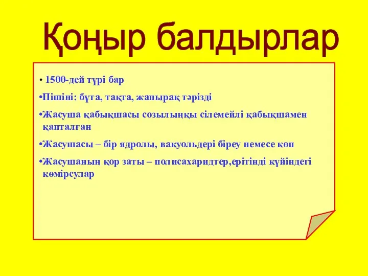 Қоңыр балдырлар 1500-дей түрі бар Пішіні: бұта, тақта, жапырақ тәрізді