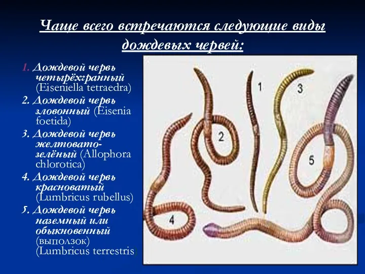 1. Дождевой червь четырёхгранный (Eiseniella tetraedra) 2. Дождевой червь зловонный