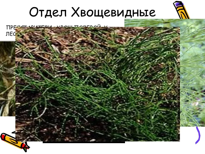 Отдел Хвощевидные ПРЕДСТАВИТЕЛИ : ХВОЩ ПОЛЕВОЙ, Х.ЛЕСНОЙ, Х. ЗИМУЮЩИЙ, Х.КАМЫШОВЫЙ