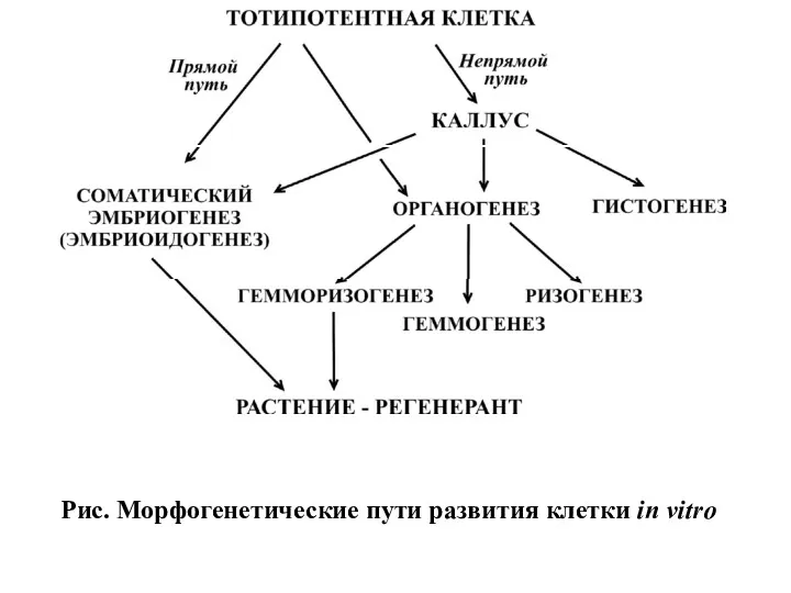 Рис. Морфогенетические пути развития клетки in vitro