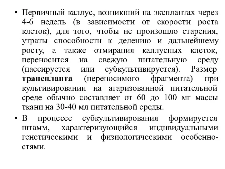 Первичный каллус, возникший на эксплантах через 4-6 недель (в зависимости