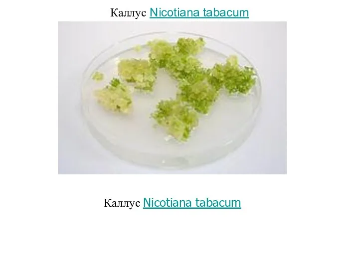 Каллус Nicotiana tabacum Каллус Nicotiana tabacum