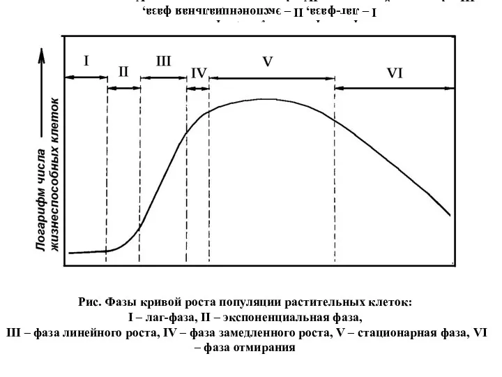 Рис. Фазы кривой роста популяции растительных клеток: I – лаг-фаза,