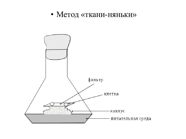 Метод «ткани-няньки»