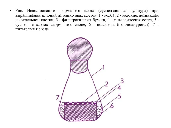 Рис. Использование «кормящего слоя» (суспензионная культура) при выращивании колоний из