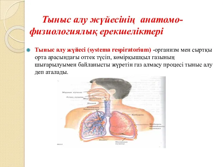 Тыныс алу жүйесінің анатомо- физиологиялық ерекшеліктері Тыныс алу жүйесі (systema respiratorium) -организм мен