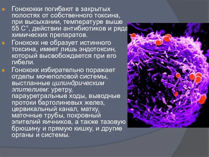 Гонококки погибают в закрытых полостях от собственного токсина, при высыхании,