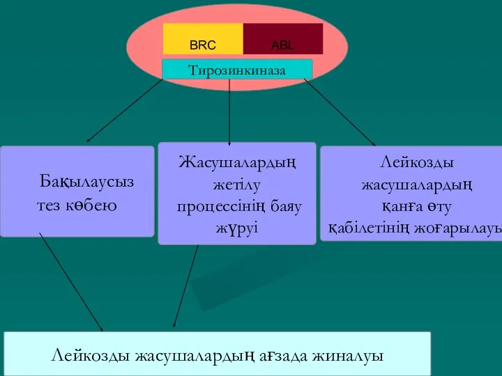 Тирозинкиназа Бақылаусыз тез көбею Жасушалардың жетілу процессінің баяу жүруі Лейкозды