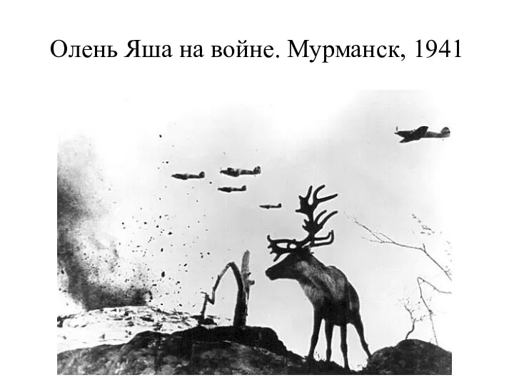 Олень Яша на войне. Мурманск, 1941