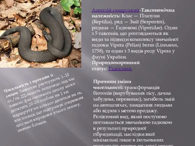 Аноплій самарський-Таксономічна належність: Клас — Плазуни (Reptilia), ряд — Змії (Serpentes), родина —