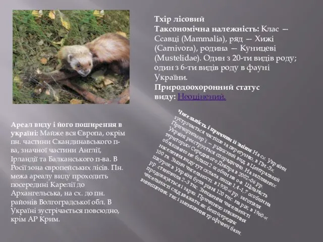 Тхір лісовий Таксономічна належність: Клас — Ссавці (Mammalia), ряд — Хижі (Carnivora), родина