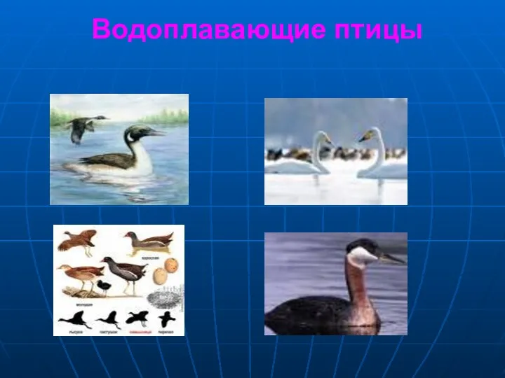 Водоплавающие птицы