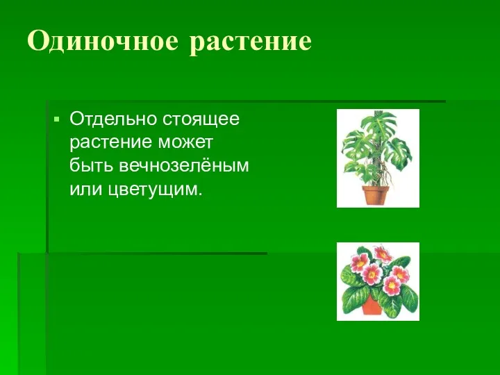 Одиночное растение Отдельно стоящее растение может быть вечнозелёным или цветущим.