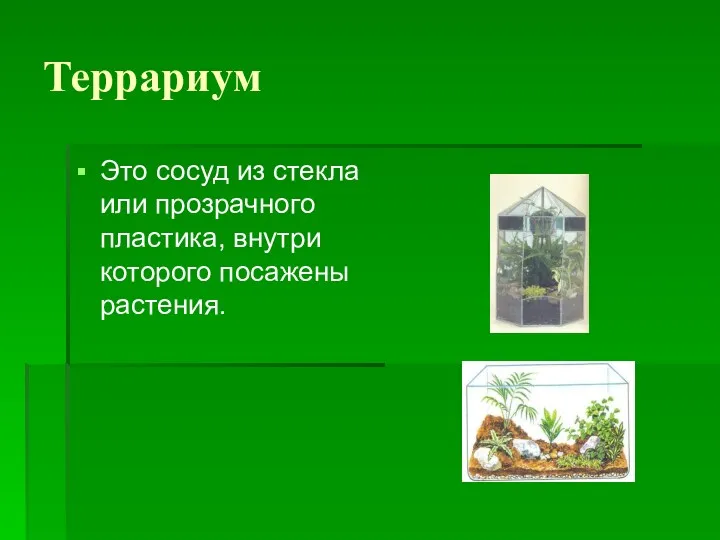 Террариум Это сосуд из стекла или прозрачного пластика, внутри которого посажены растения.