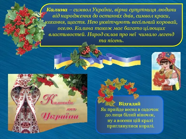 Калина – символ України, вірна супутниця людини від народження до