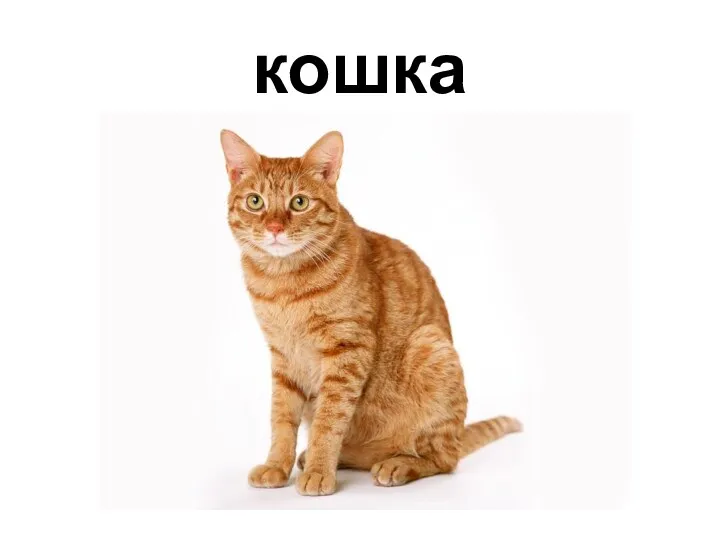 кошка