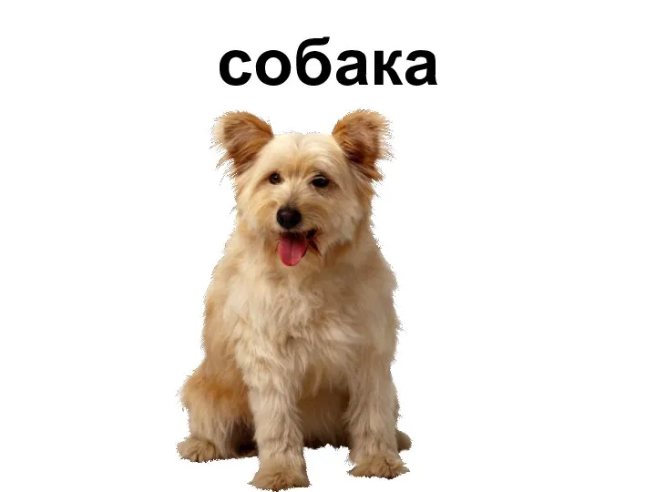 собака