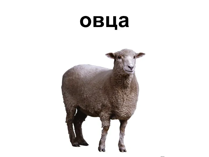 овца