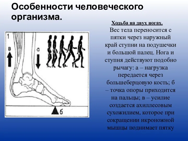 Особенности человеческого организма. Ходьба на двух ногах. Вес тела переносится