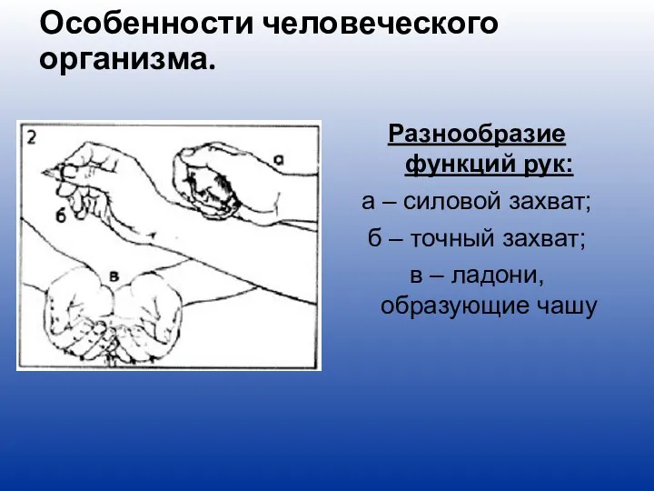 Особенности человеческого организма. Разнообразие функций рук: а – силовой захват;