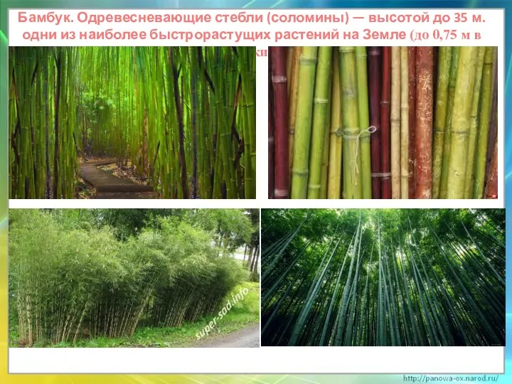 Бамбук. Одревесневающие стебли (соломины) — высотой до 35 м. одни из наиболее быстрорастущих