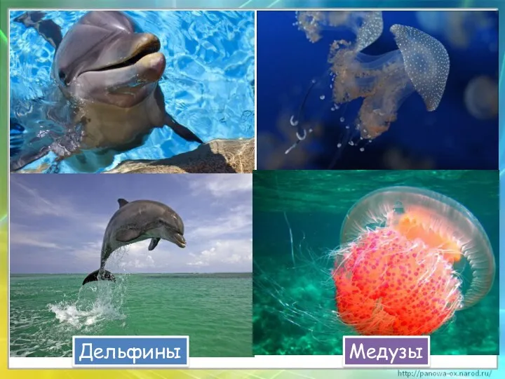Дельфины Медузы