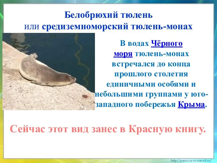 Белобрюхий тюлень или средиземноморский тюлень-монах В водах Чёрного моря тюлень-монах встречался до конца