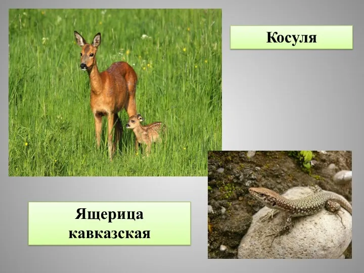 Косуля Ящерица кавказская