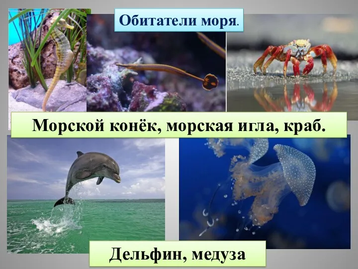 Морской конёк, морская игла, краб. Дельфин, медуза Обитатели моря.