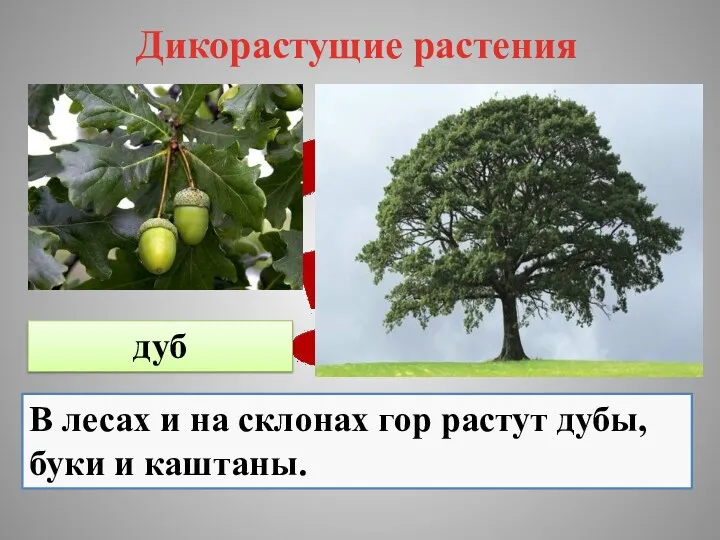 Дикорастущие растения дуб В лесах и на склонах гор растут дубы, буки и каштаны.