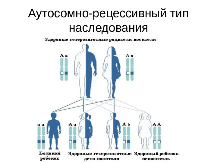 Аутосомно-рецессивный тип наследования