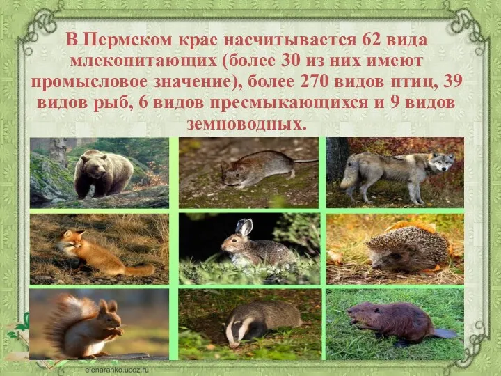 В Пермском крае насчитывается 62 вида млекопитающих (более 30 из них имеют промысловое