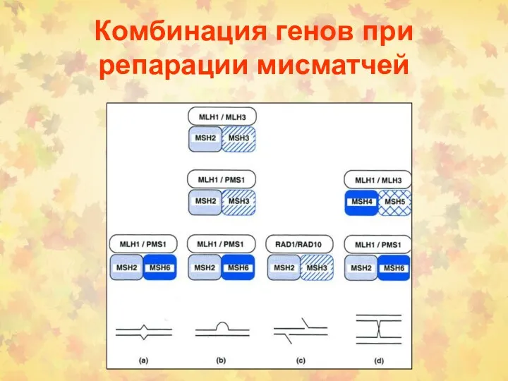 Комбинация генов при репарации мисматчей