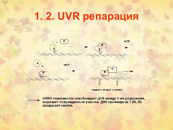 1. 2. UVR репарация