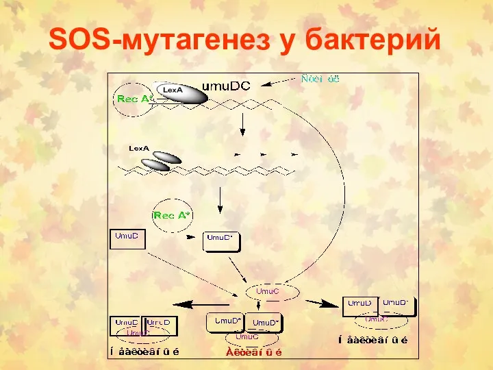 SOS-мутагенез у бактерий