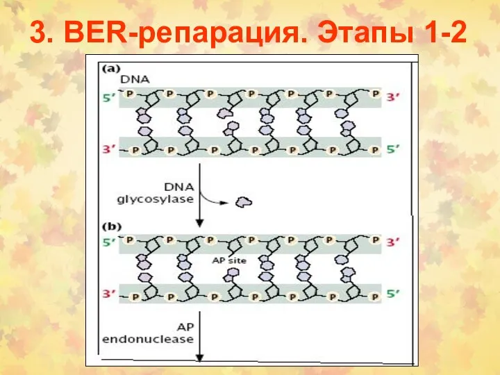 3. BER-репарация. Этапы 1-2