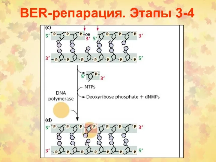 BER-репарация. Этапы 3-4