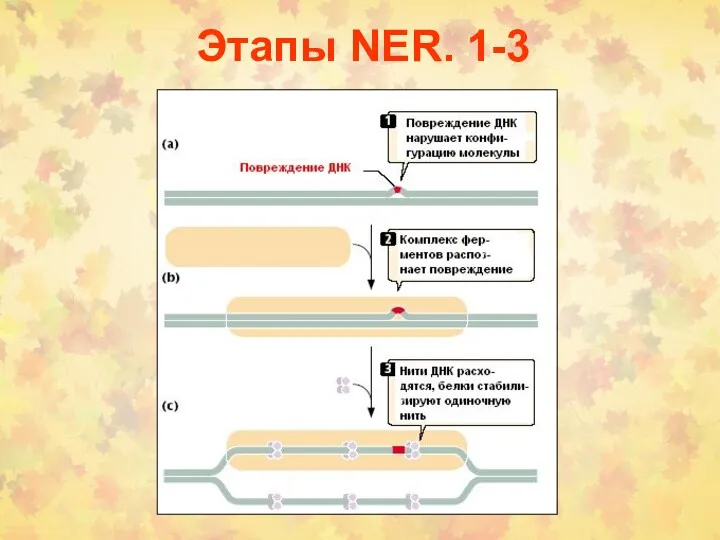 Этапы NER. 1-3