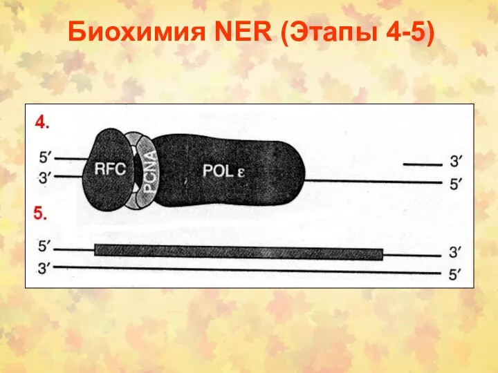 Биохимия NER (Этапы 4-5)