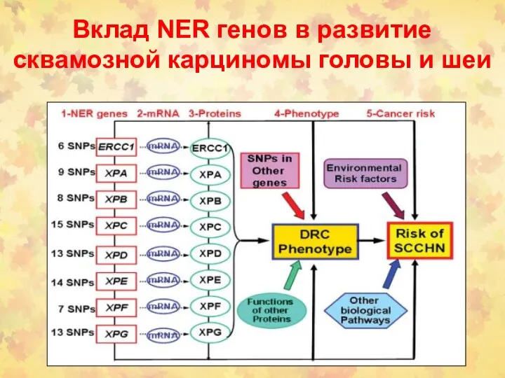 Вклад NER генов в развитие сквамозной карциномы головы и шеи