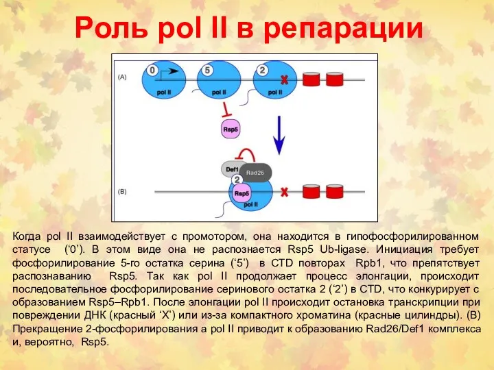 Роль pol lI в репарации Когда pol II взаимодействует с