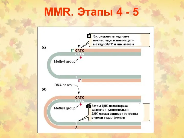 MMR. Этапы 4 - 5