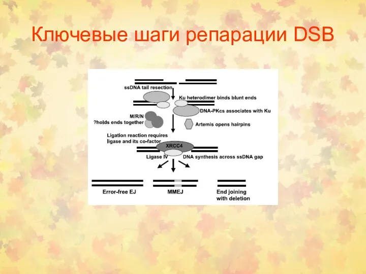 Ключевые шаги репарации DSB