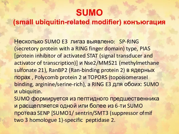 SUMO (small ubiquitin-related modifier) конъюгация Несколько SUMO E3 лигаз выявлено: