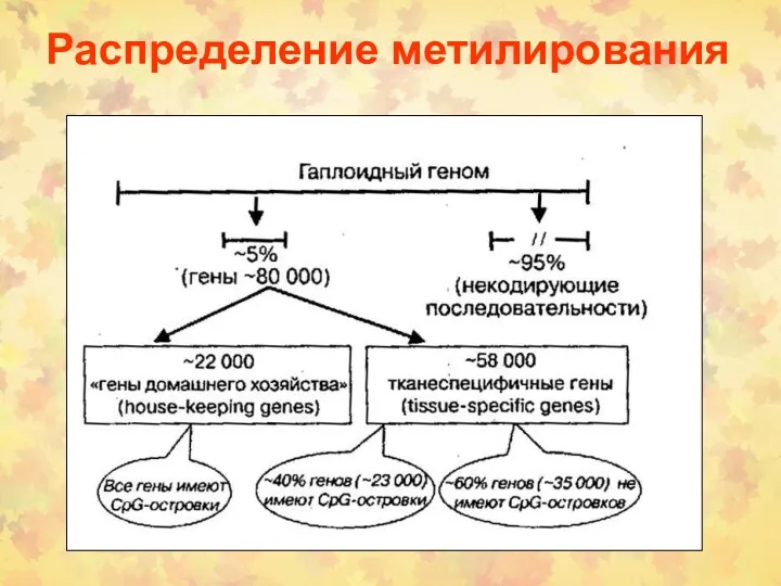 Распределение метилирования